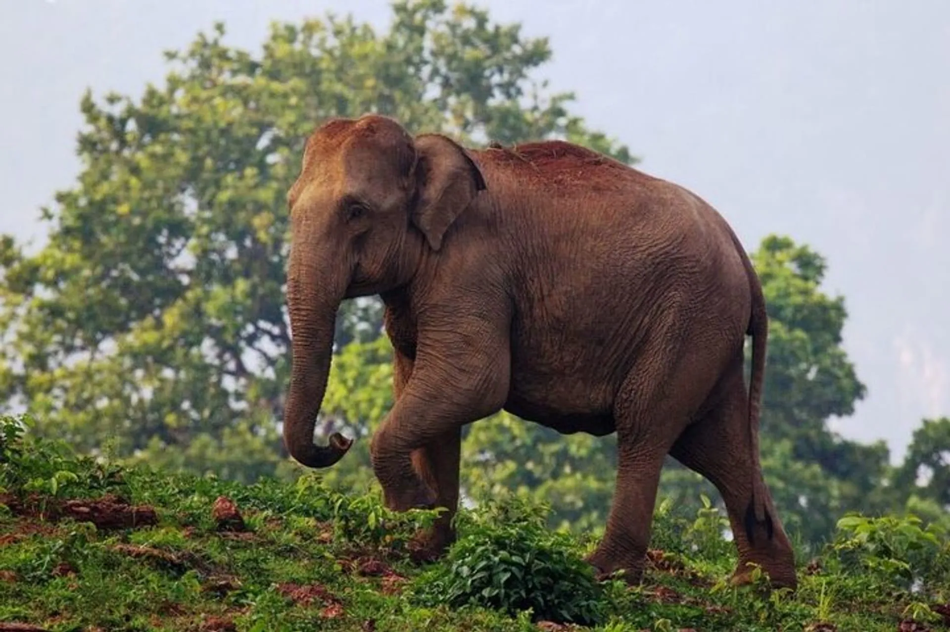 Elephant safari at sunrise